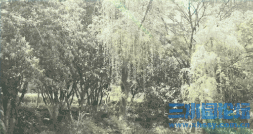 IMG_3336.gif