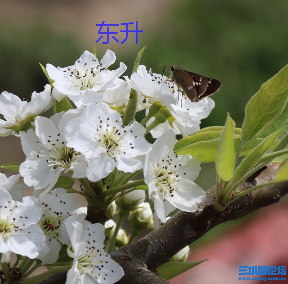 1 IMG_8836蝴蝶1_.jpg