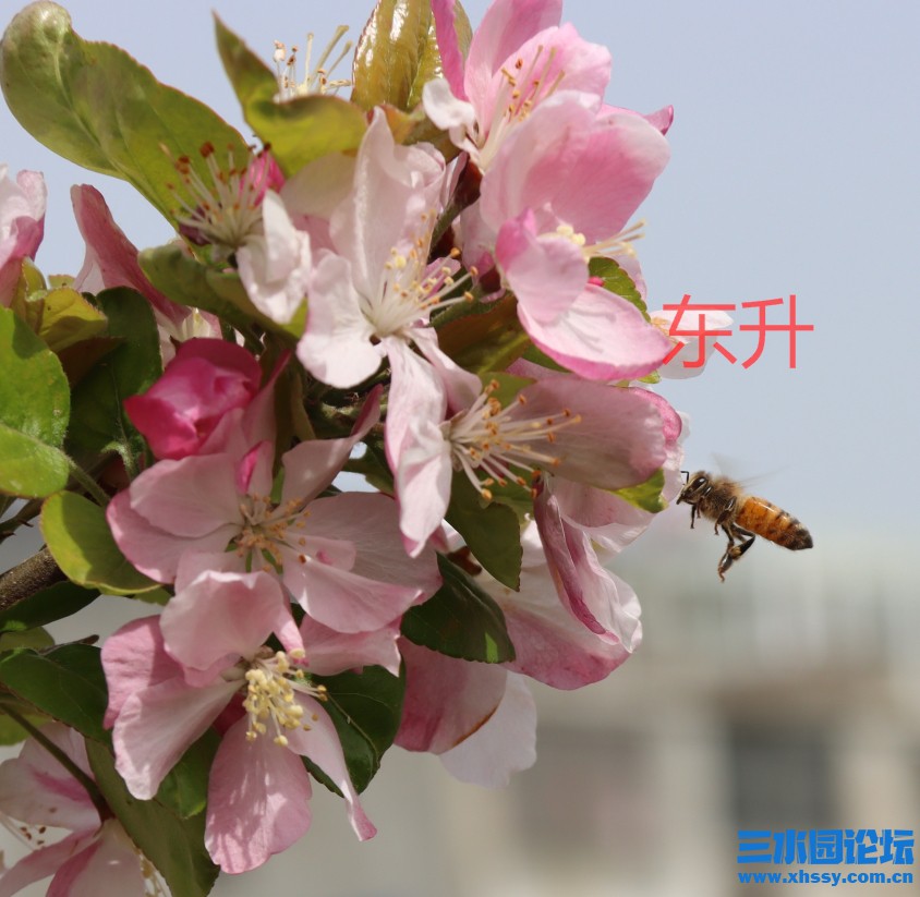 IMG_8823蜜蜂峰2_看图王.jpg
