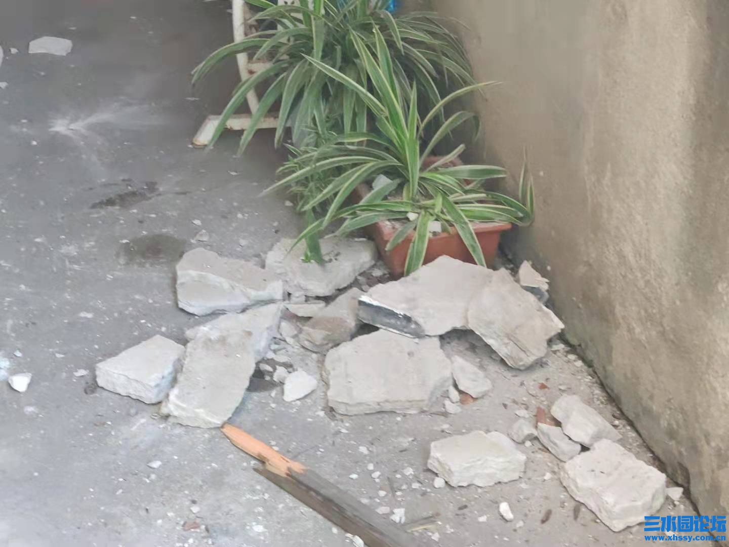 幸运的花盆，第二天也被砸坏了