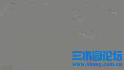 IMG_1469.gif