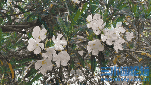 IMG_3976.gif