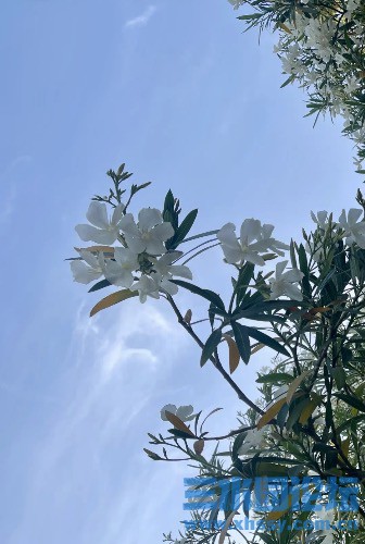 IMG_3975.jpeg
